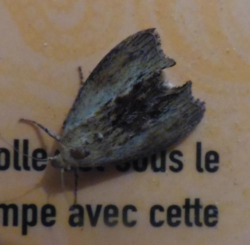 Galleria mellonella